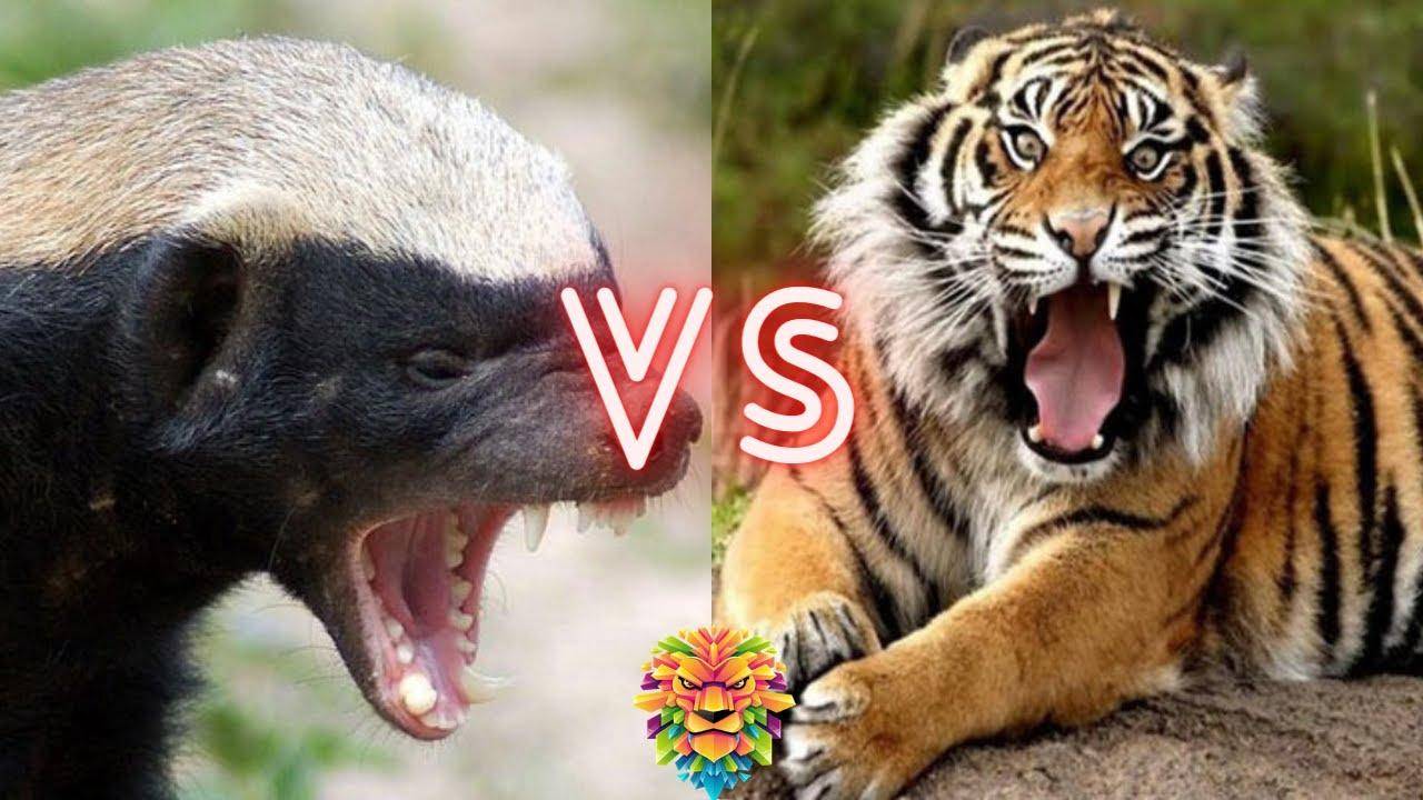 开云体育app-强强对决，背水一战谁能笑到最后的简单介绍